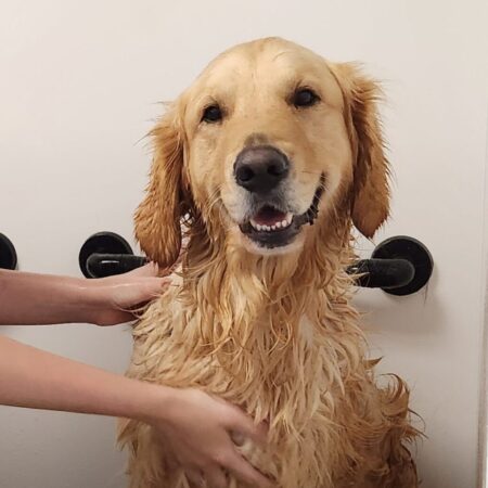 Archer cropped for grooming